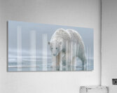 Ghost of the Tundra – Arctic Wildlife Art Print Acrylic Print