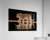 Golden Monarch – Tiger Reflection Print Impression acrylique