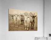 Curious Goats at the Fence – Farmhouse Animal Art Print Acrylic Print