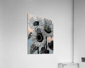 Ink & Ivory Sunflowers – Black & White Floral Art Print Acrylic Print