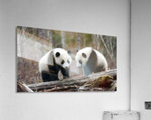 Panda Kin - Wildlife Companions Print Impression acrylique