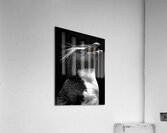 Cry of the Rockhopper – Modern Wildlife Print Acrylic Print