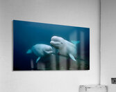 Blue Silence – Belugas in Still Water Print Acrylic Print