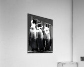 The Council – Emperor Penguins Print Acrylic Print