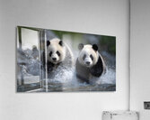 River Charge – Panda Play Print Acrylic Print