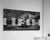 Morning Stretch – Red Panda Monochrome Print Acrylic Print