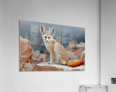 Sand Whisper – Fennec Fox Print Acrylic Print