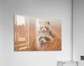 Golden Field – Raccoon Duo Print Acrylic Print