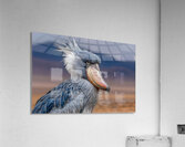 Iron Beak – Shoebill Stork Print Acrylic Print