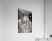 Prehistoric Stare – Present Day Shoebill Print Acrylic Print
