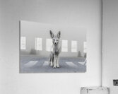Emberlight – Fennec Fox Print Acrylic Print
