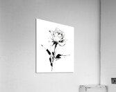 Sketch Rose – Minimalist Botanical Print Acrylic Print