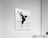 Inkflight – Monochrome Hummingbird Print Acrylic Print
