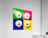 Daisy Days – Color Block Pop Art Print Acrylic Print