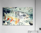 Into the Current – Trout Print Impression acrylique