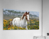Wild Blossom – Spotted Appaloosa Horse Print Acrylic Print