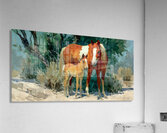Desert Companions – Mare and Foal Western Print Acrylic Print
