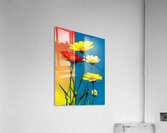 Rainbow Bloom – Color Block Daisy Print Acrylic Print