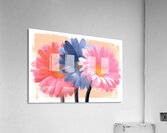 Cotton Candy Gerbera – Pink Blue Daisy Print Acrylic Print