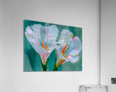 Twin Irises – Minimalist White Iris Flower Art Print Acrylic Print