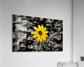 Golden Defiance – Yellow Flower in Monochrome Field Print Acrylic Print