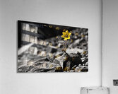 Resilient Heart – Yellow Flower Among Stones Print Impression acrylique