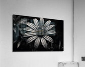 Ashlight Bloom – Monochrome Petal Elegy Print Acrylic Print