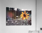 Wild Solitude – Orange Flower in Mountain Meadow Print Acrylic Print