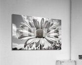 Sky Whisper – Monochrome Daisy Under Clouds Impression acrylique
