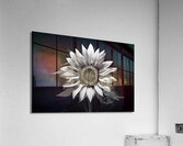 Stillness in Bloom – Monochrome Flower Reflection Print Acrylic Print