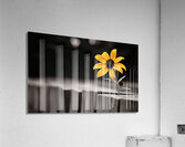 Defiant Bloom – Yellow Flower on Fence Print Acrylic Print