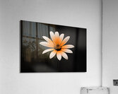 Amber Echo – Warm Toned Floral Minimalist Print Acrylic Print