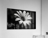 Twilight Petals – Black and White Floral Portrait Acrylic Print