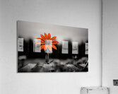 Solitary Flame – Orange Daisy in the Dark Print Acrylic Print