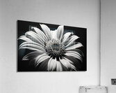 Shadow Bloom – Black and White Sunflower Portrait Print Acrylic Print