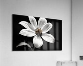 Eclipse Petal – Black and White Macro Flower Print Acrylic Print