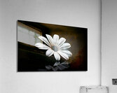 Whisper Bloom – Minimalist Daisy on Black Print Acrylic Print