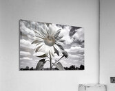 Skyward – Monochrome Sunflower Landscape Print Acrylic Print