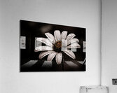 After the Rain – Dew-Kissed Daisy in Monochrome Acrylic Print