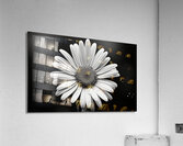 Petals of Memory – Vintage Daisy Landscape Print Acrylic Print
