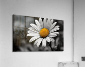Amber Whisper – Yellow Petal Accent Print Acrylic Print
