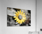 Golden Solitude – Single Yellow Daisy Print Acrylic Print