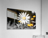 Light & Form – Black and White Daisy Print Impression acrylique