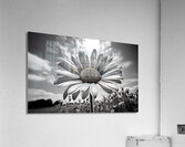 Summer’s Echo – Black and White Sunflower Field Print Acrylic Print
