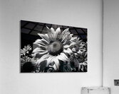 Golden Accent – Part-Color Sunflower Study Print Acrylic Print