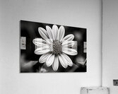 Fields of Memory – Black and White Sunflower Portrait Acrylic Print