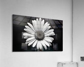 Monochrome Majesty – Sunflower in Black and White Print Acrylic Print