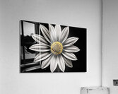 Wallflower – Sunflower of Resilience Print Acrylic Print