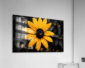 Lone Glow – Yellow Sunflower on Black Print Impression acrylique