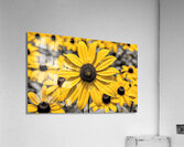 Radiant Reverie – Yellow Blossom Panorama Print Acrylic Print